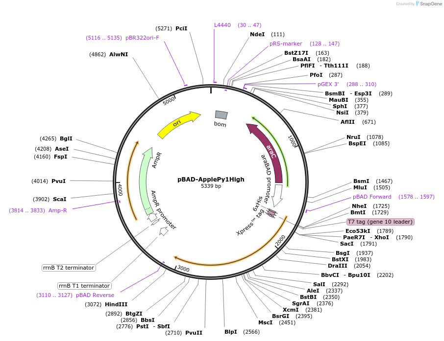 239055-plasmid-map-sequence-id-476335