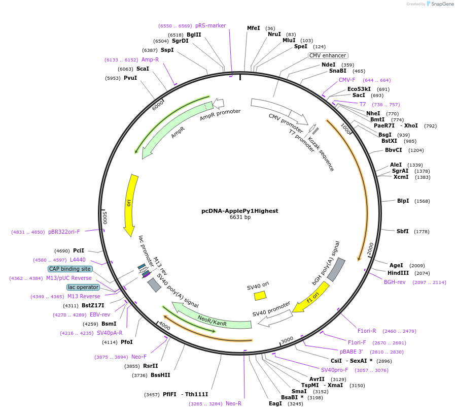 239064-plasmid-map-sequence-id-476336