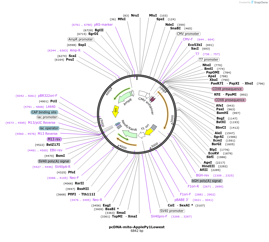 239077-plasmid-map-sequence-id-476340