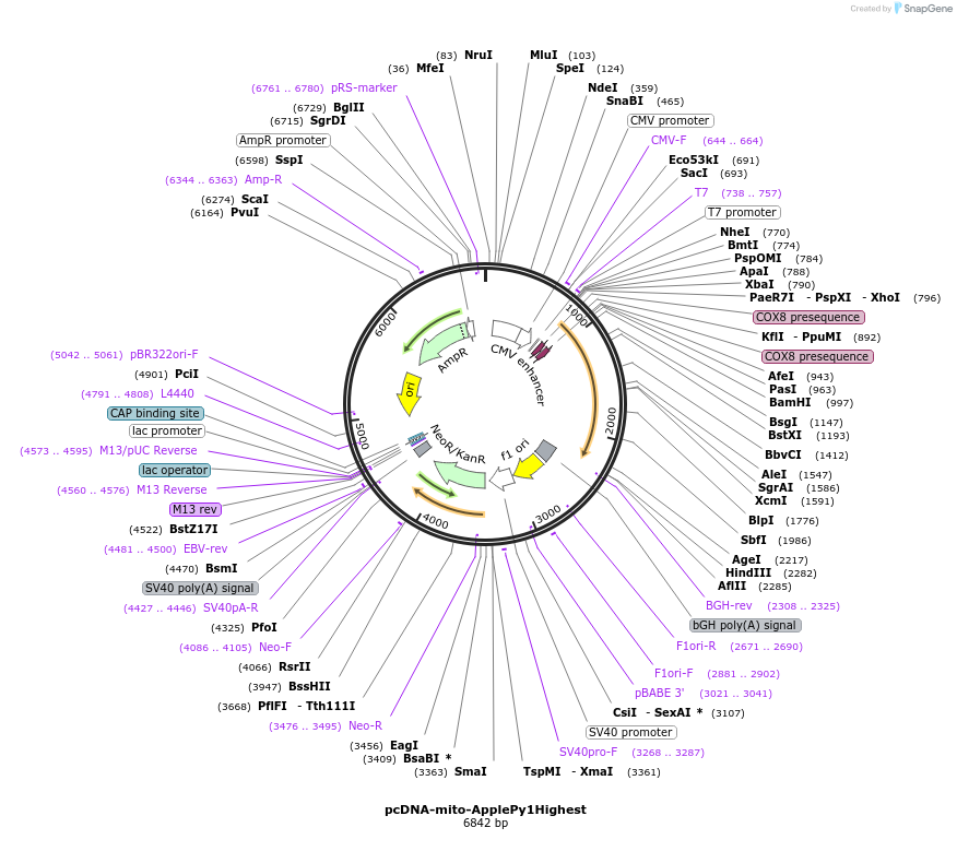239074-plasmid-map-sequence-id-476341