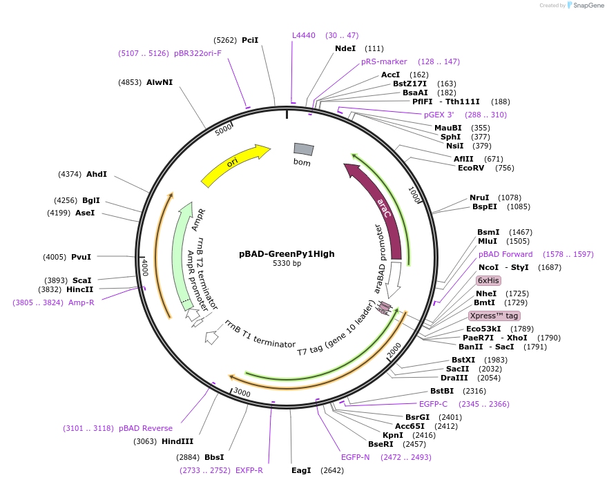 239050-plasmid-map-sequence-id-476345