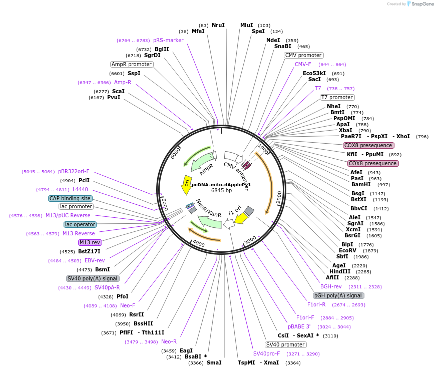 239078-plasmid-map-sequence-id-476346