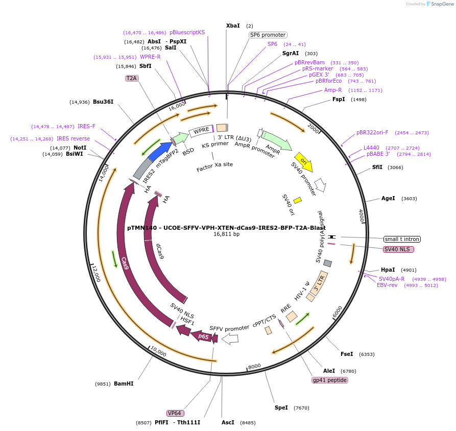 238166-plasmid-map-sequence-id-476347