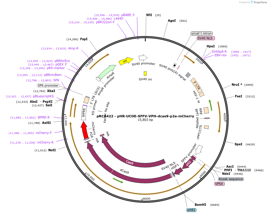 238165-plasmid-map-sequence-id-476350