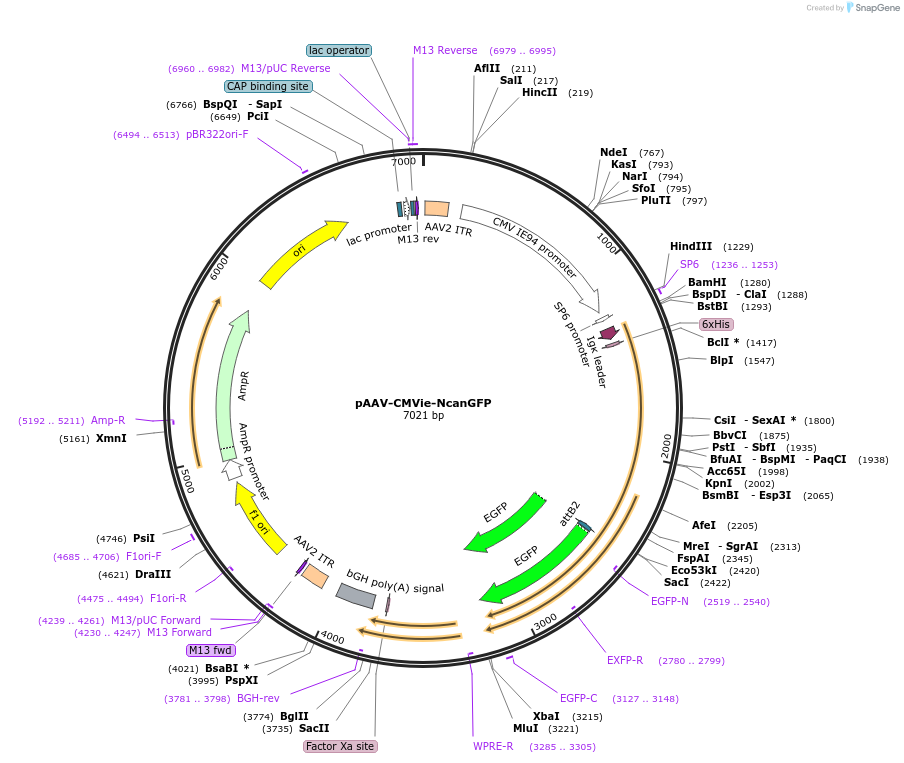 235983-plasmid-map-sequence-id-476351