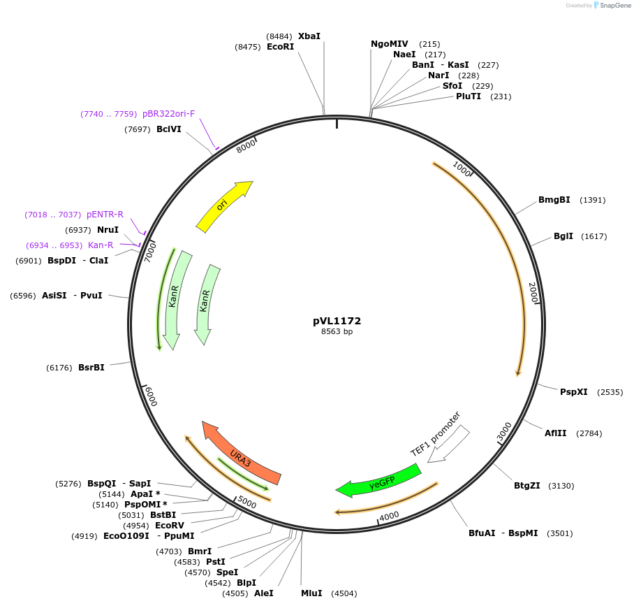 239535-plasmid-map-sequence-id-476352