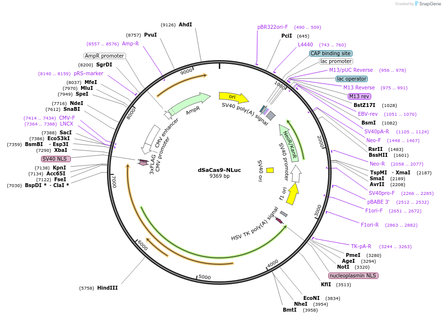 238947-plasmid-map-sequence-id-476402