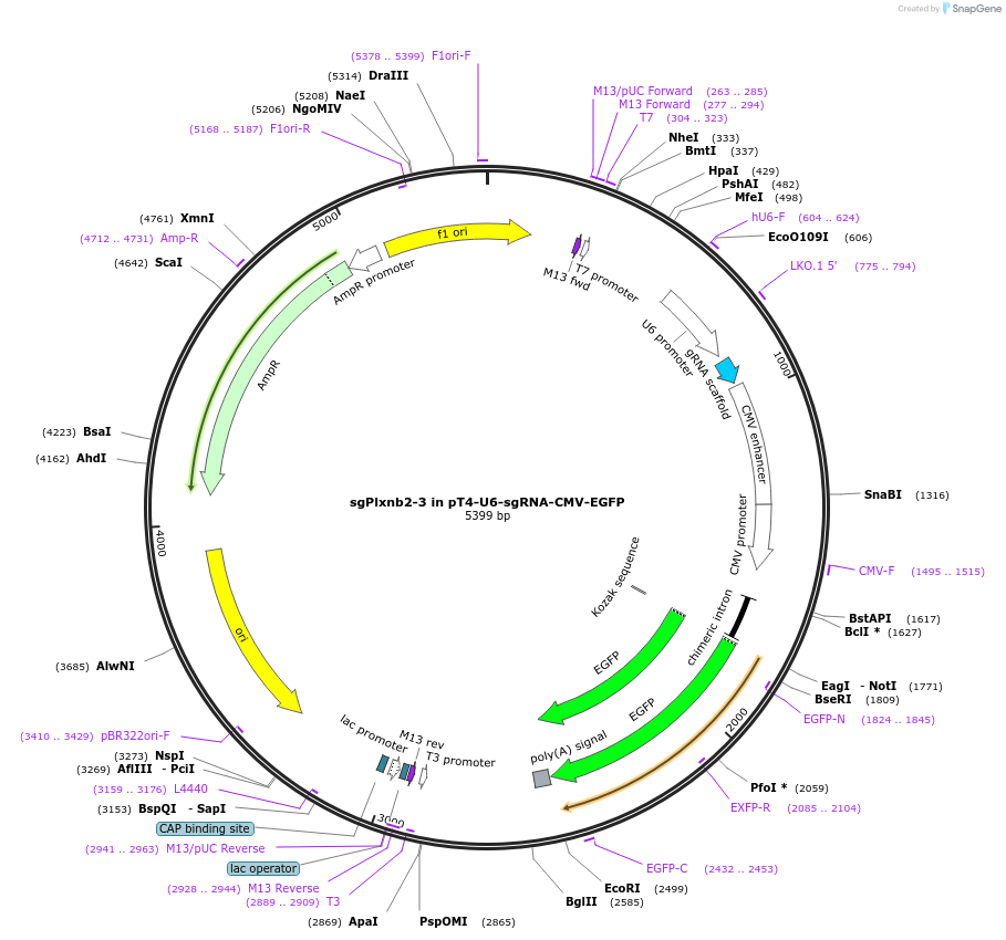 239590-plasmid-map-sequence-id-476552