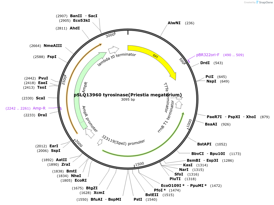 239454-plasmid-map-sequence-id-476556