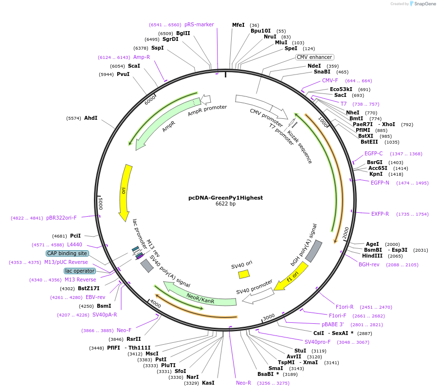 239059-plasmid-map-sequence-id-476560