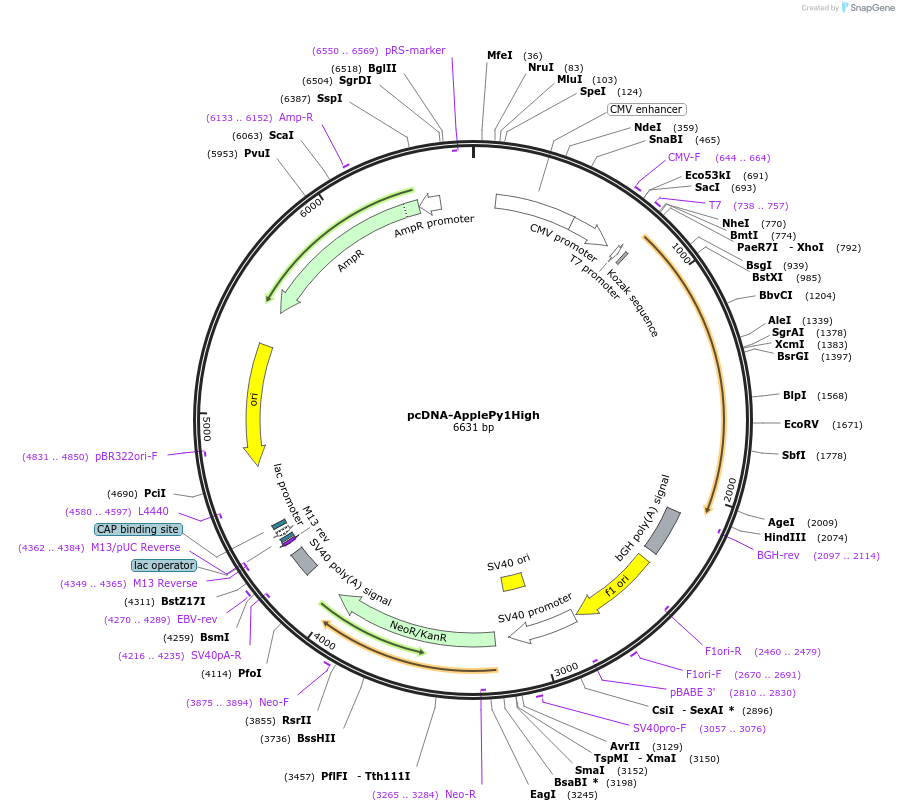 239065-plasmid-map-sequence-id-476562