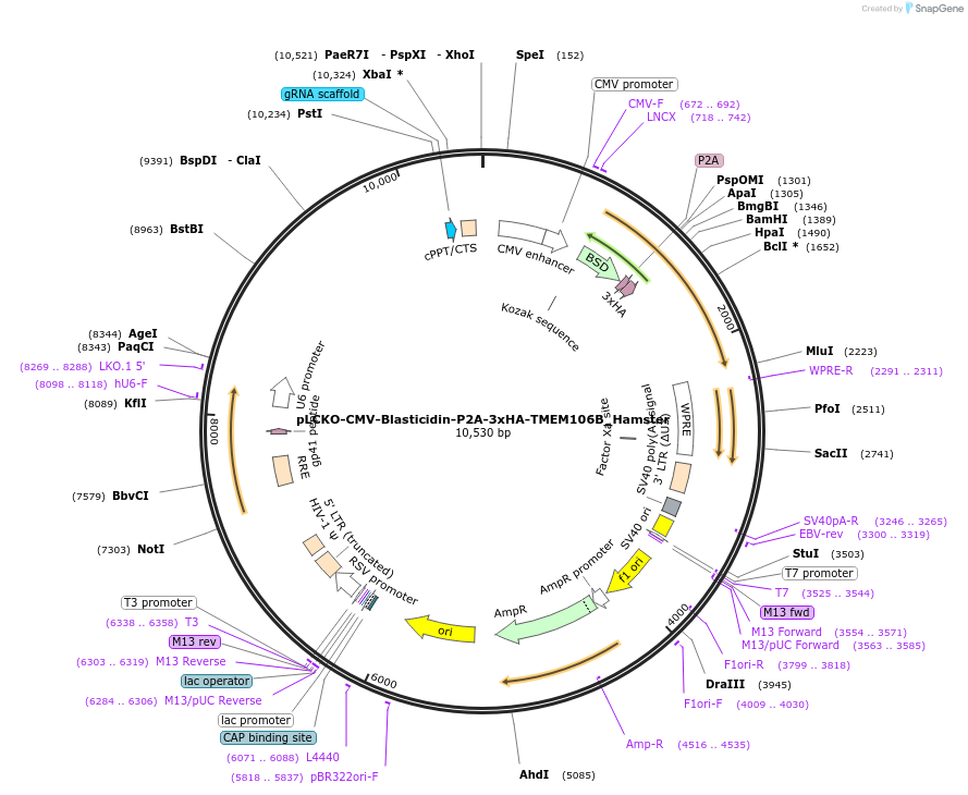 238131-plasmid-map-sequence-id-476564