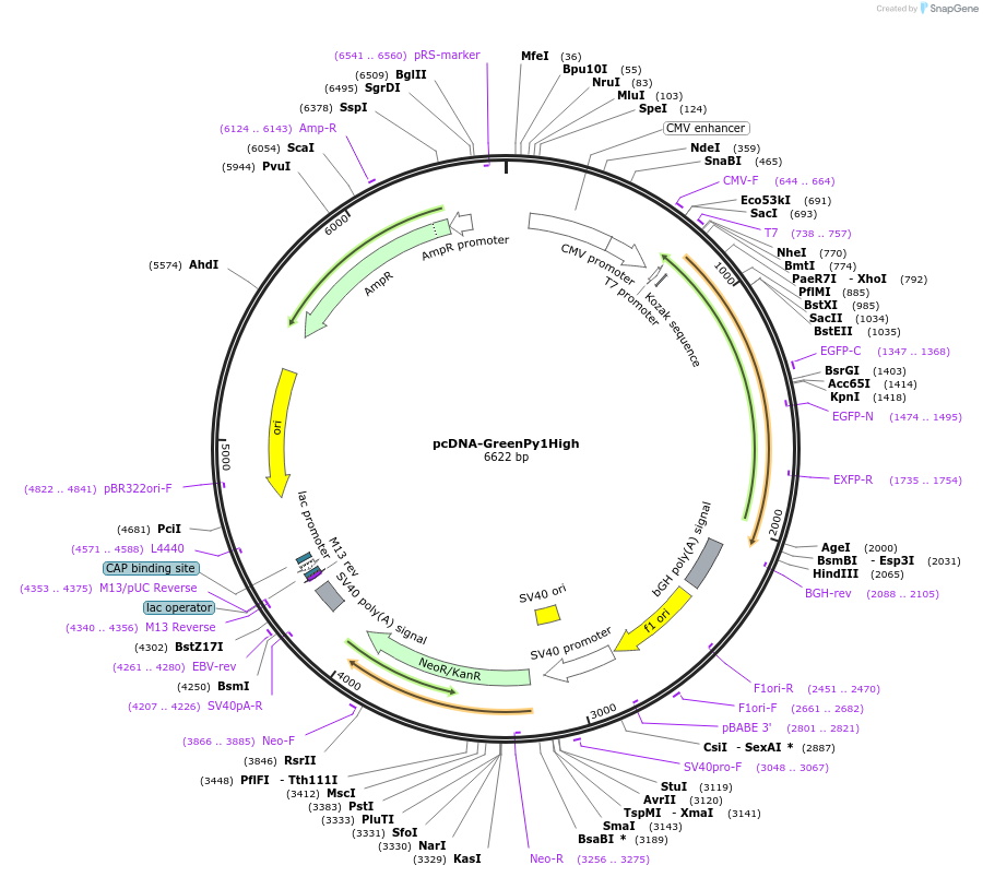239060-plasmid-map-sequence-id-476567