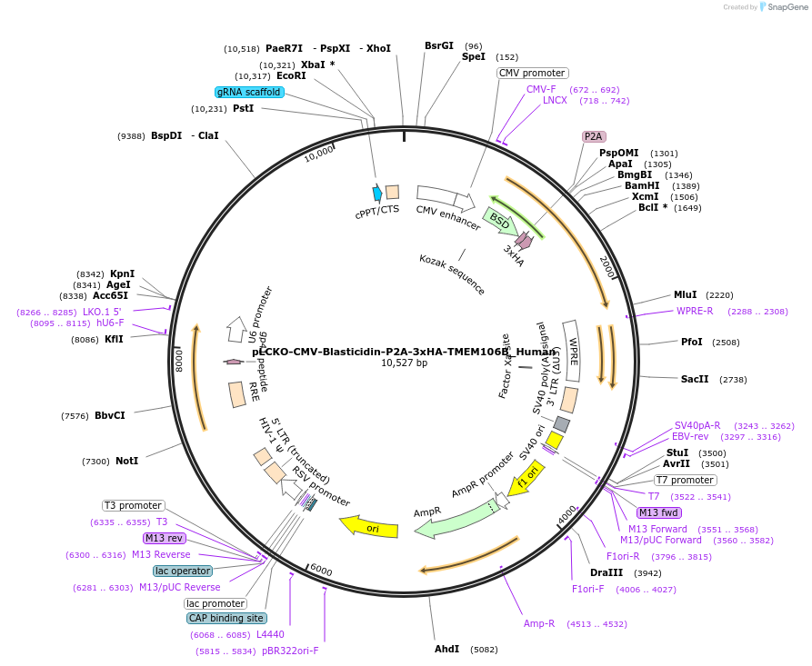 238130-plasmid-map-sequence-id-476571
