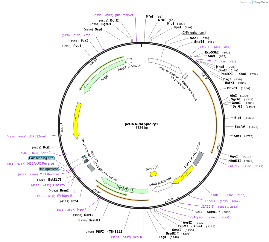239068-plasmid-map-sequence-id-476574