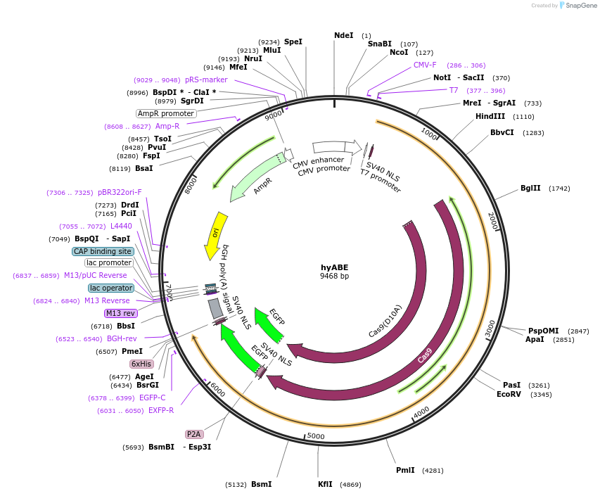 196096-plasmid-map-sequence-id-476580