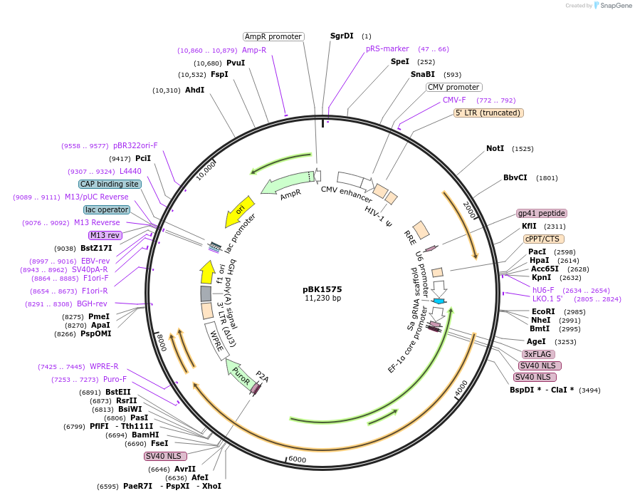 239793-plasmid-map-sequence-id-476582