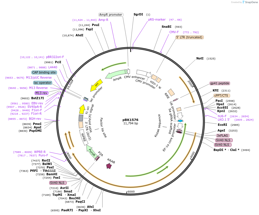 239796-plasmid-map-sequence-id-476587