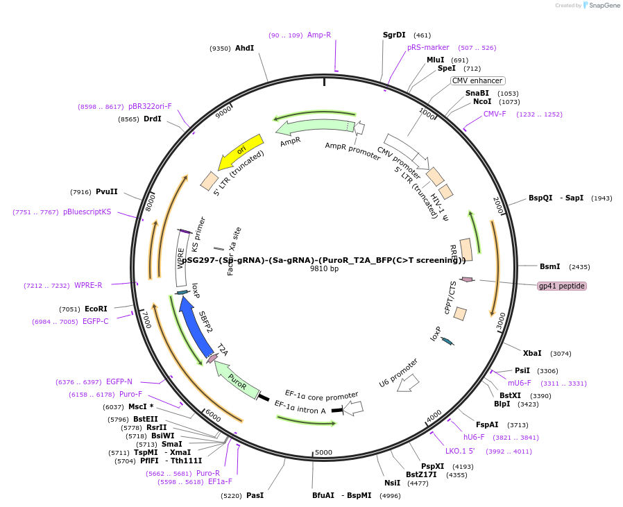 239448-plasmid-map-sequence-id-476590
