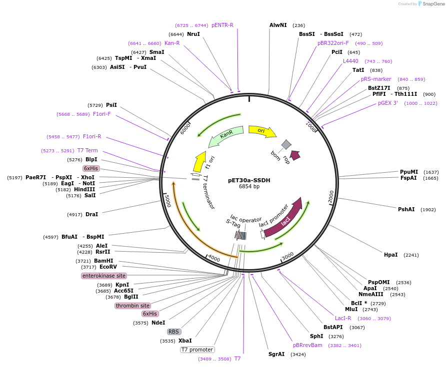 239573-plasmid-map-sequence-id-476594