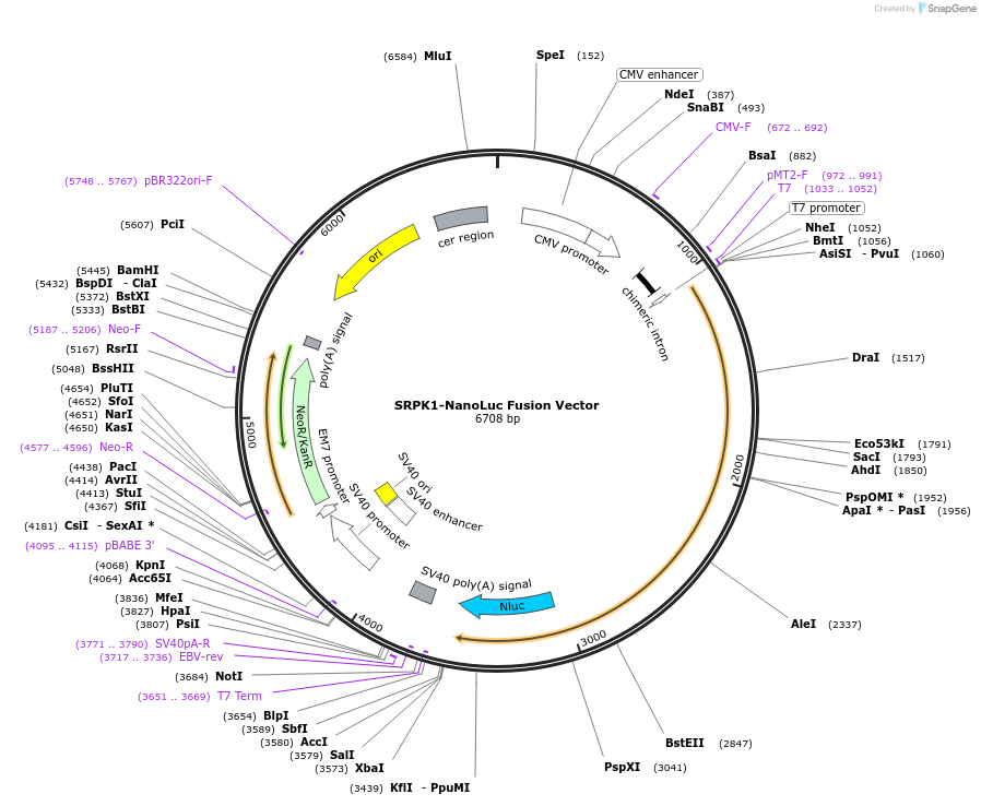 237178-plasmid-map-sequence-id-476604
