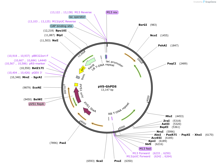 234897-plasmid-map-sequence-id-476605