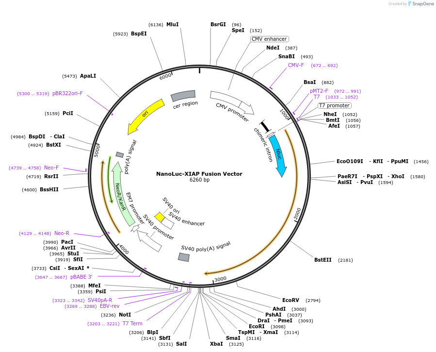 237212-plasmid-map-sequence-id-476606
