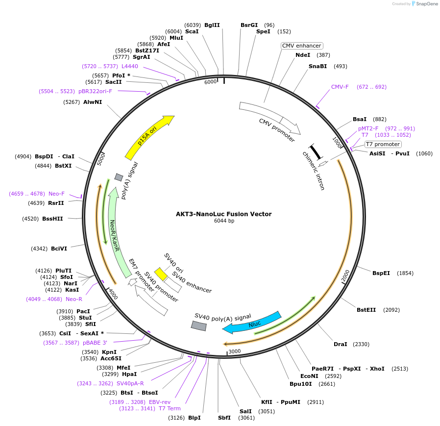 237208-plasmid-map-sequence-id-476608