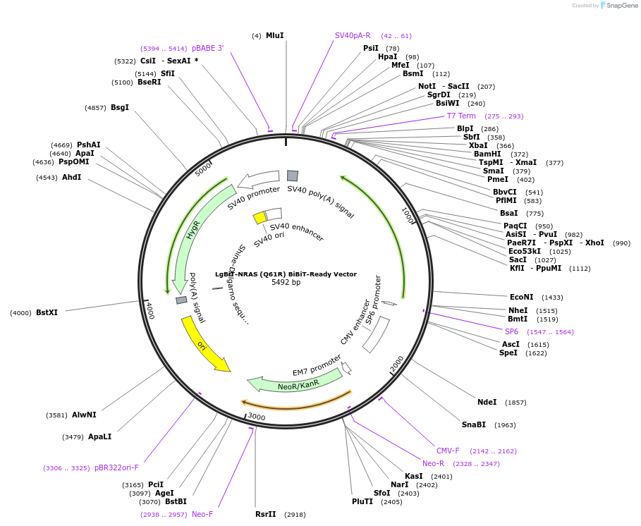 237060-plasmid-map-sequence-id-476610