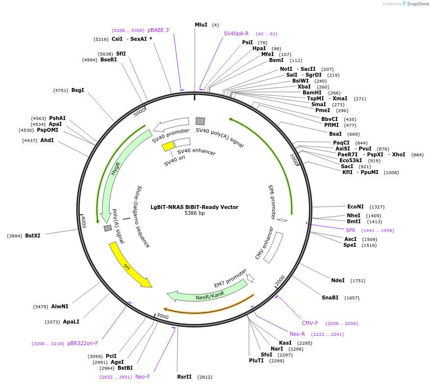 237062-plasmid-map-sequence-id-476614