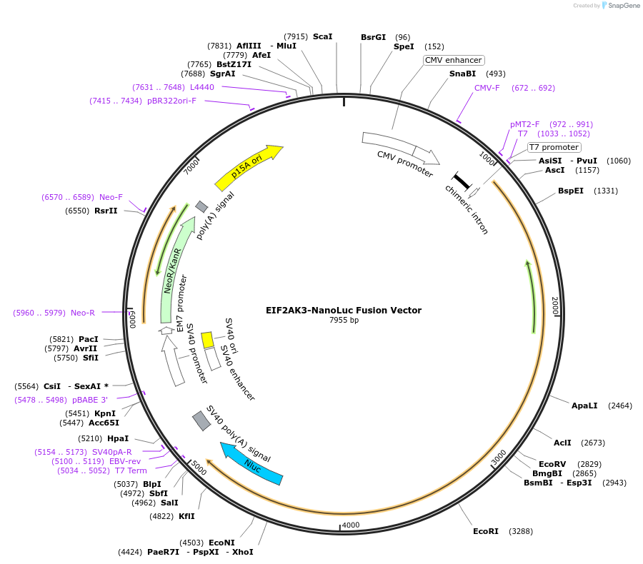 237169-plasmid-map-sequence-id-476615