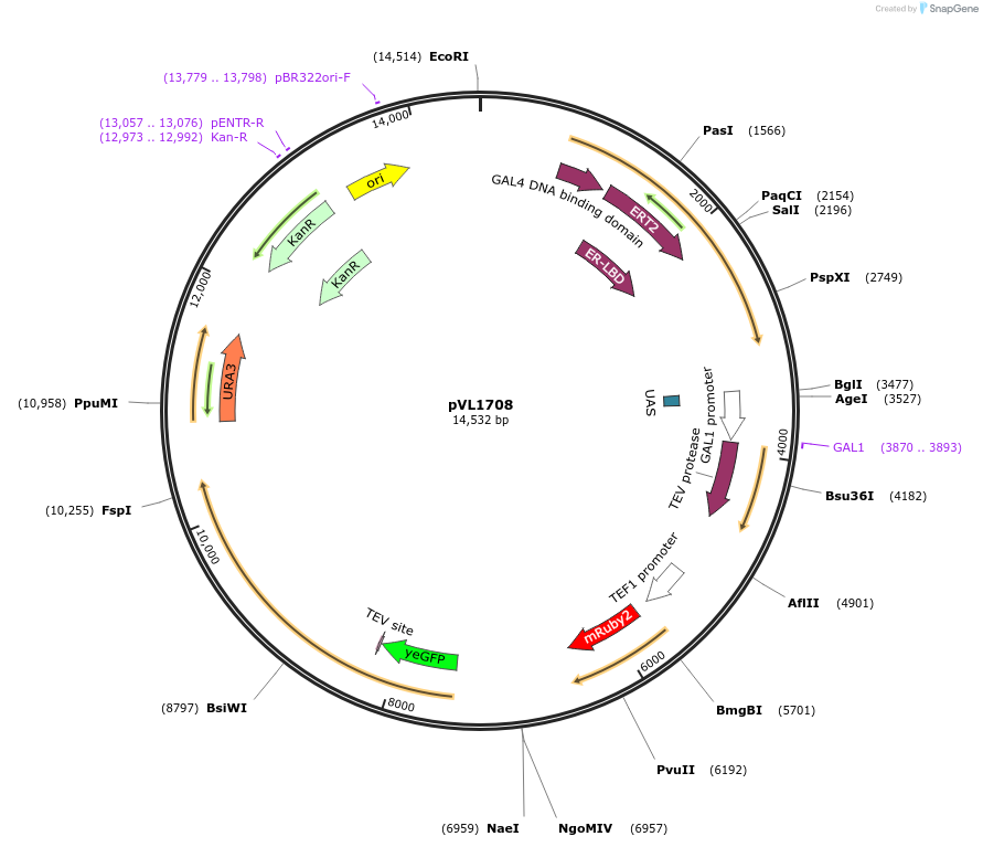 239542-plasmid-map-sequence-id-476621