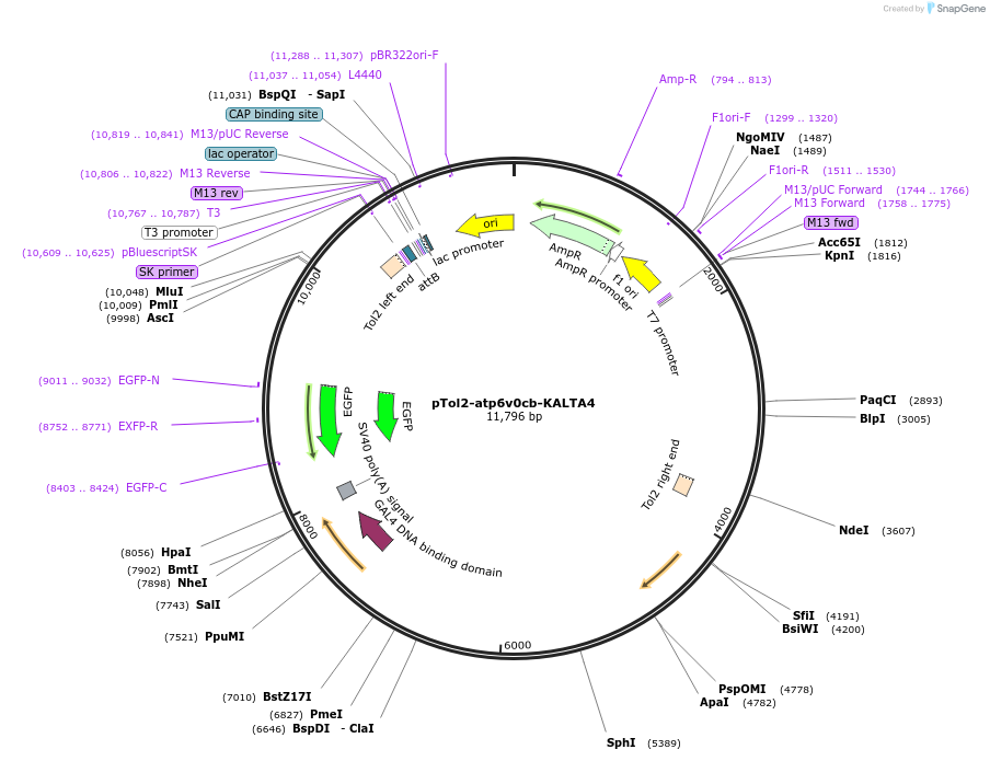 239985-plasmid-map-sequence-id-476626