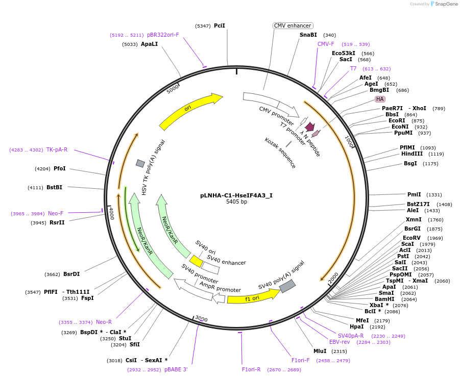 146578-plasmid-map-sequence-id-476748