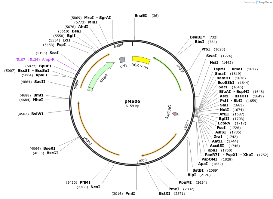 230071-plasmid-map-sequence-id-476749