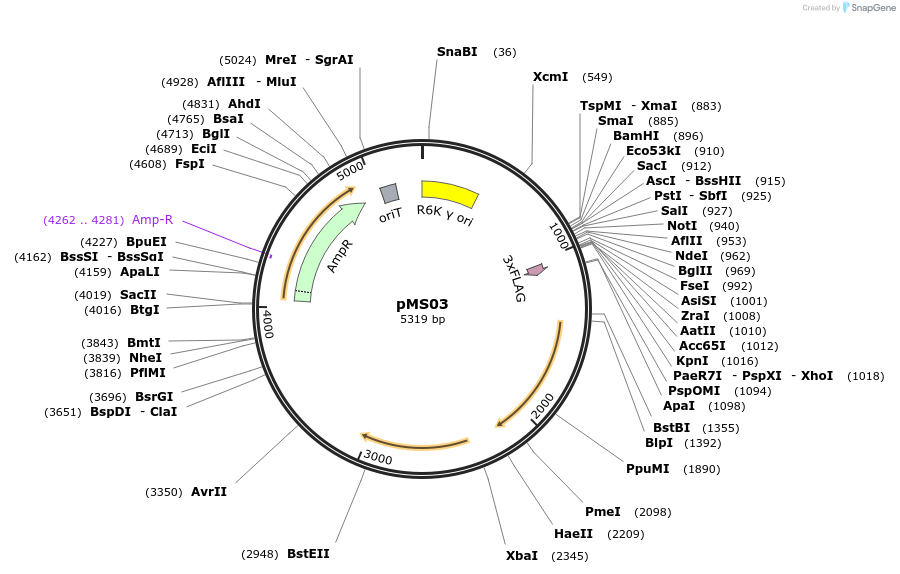 230937-plasmid-map-sequence-id-476750