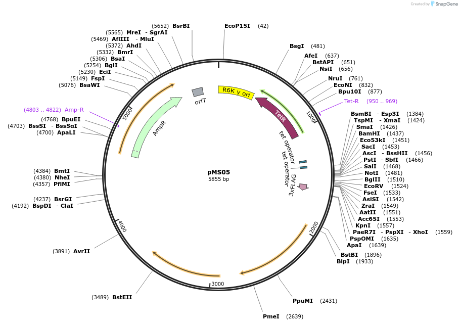 230069-plasmid-map-sequence-id-476753