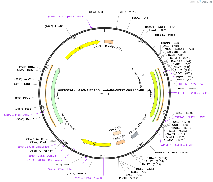 233584-plasmid-map-sequence-id-476781
