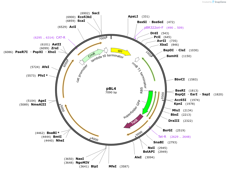 50548-plasmid-map-sequence-id-476782