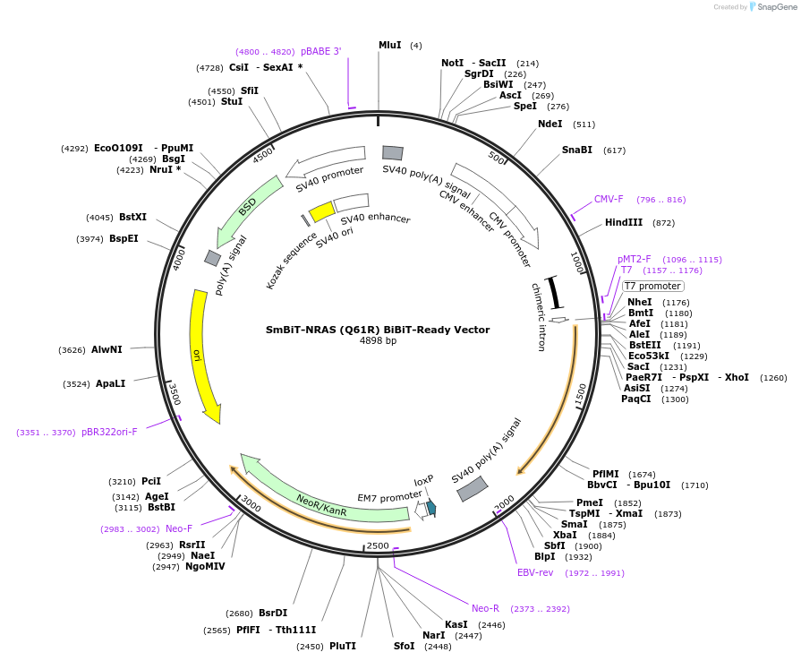 237061-plasmid-map-sequence-id-476784