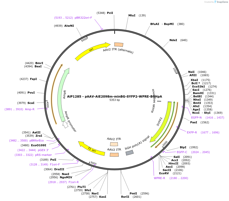 220634-plasmid-map-sequence-id-476785