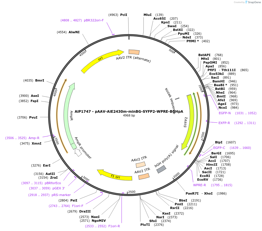 220665-plasmid-map-sequence-id-476786