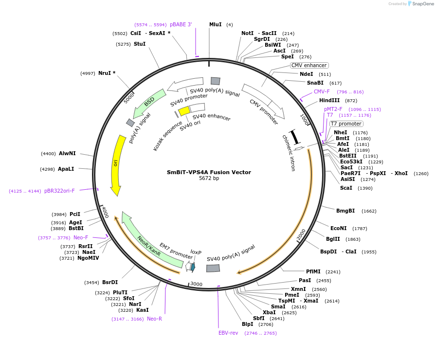 237058-plasmid-map-sequence-id-476787