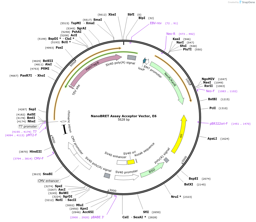 237133-plasmid-map-sequence-id-476788