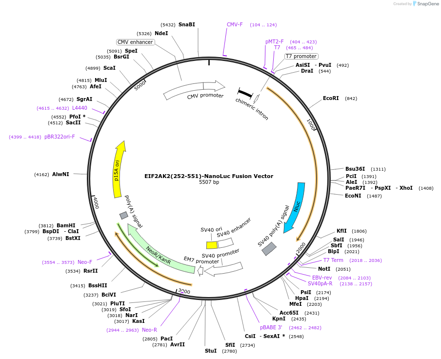 237172-plasmid-map-sequence-id-476789