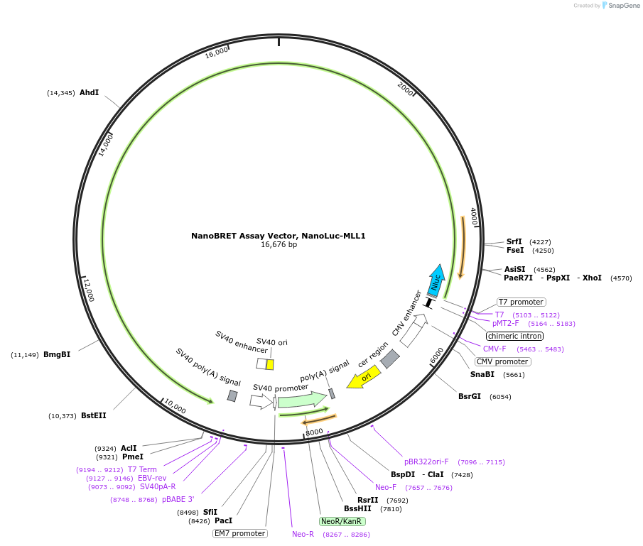 237135-plasmid-map-sequence-id-476791