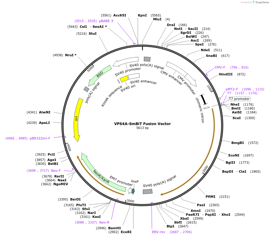 237057-plasmid-map-sequence-id-476792