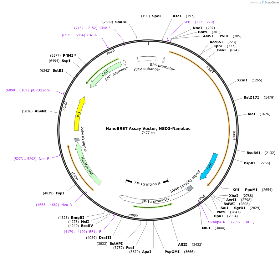 237008-plasmid-map-sequence-id-476796