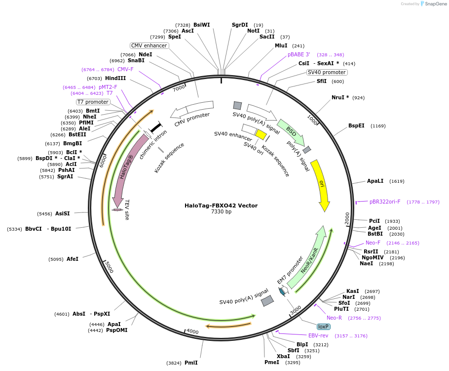 236997-plasmid-map-sequence-id-476798