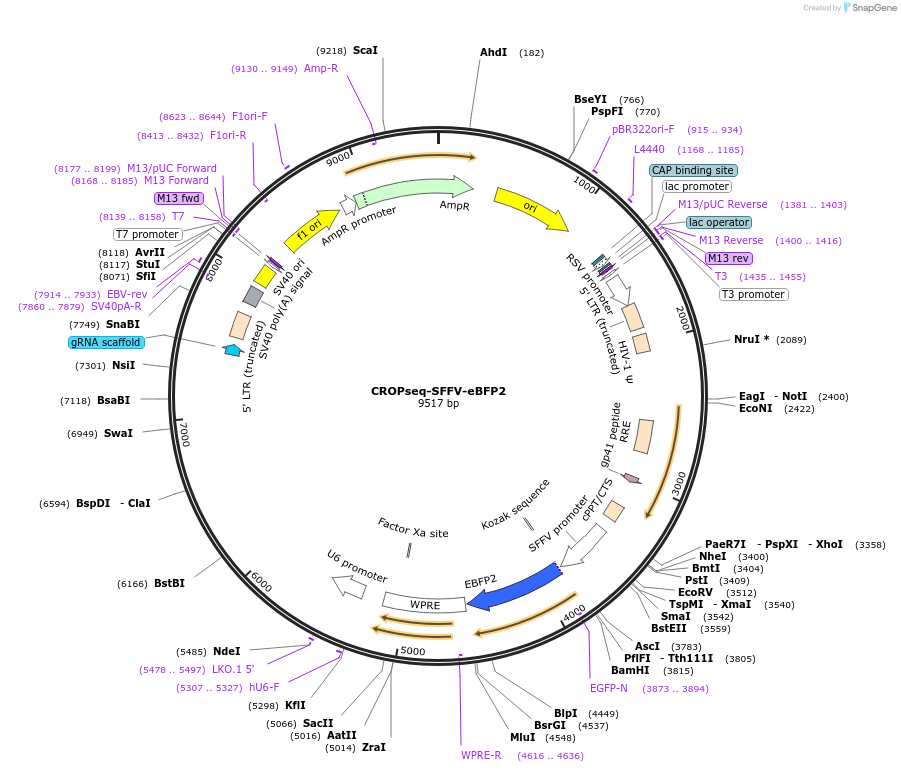 239601-plasmid-map-sequence-id-476817